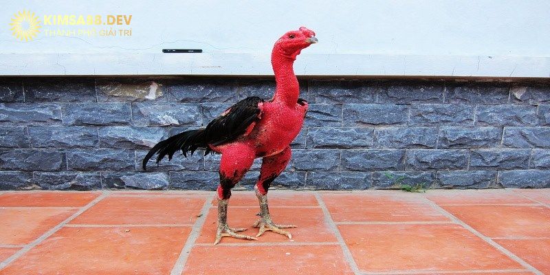 Kimsa - Những loại hình thi đấu của gà đòn